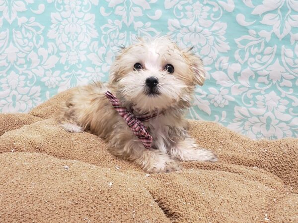 Morkie DOG Male br & wh 6220 Petland San Antonio, TX