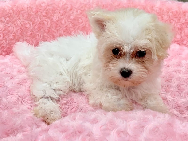 Maltipoo Puppy White & Tan ID:9110 Located at Petland San Antonio, TX