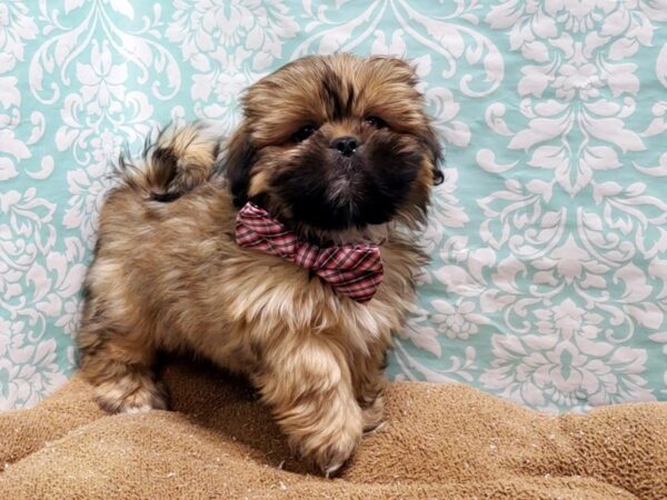 Shih Tzu DOG Male gld & wh 6221 Petland San Antonio, TX