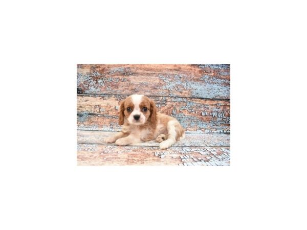 Cavalier King Charles Spaniel DOG Female Blenheim 6224 Petland San Antonio, TX