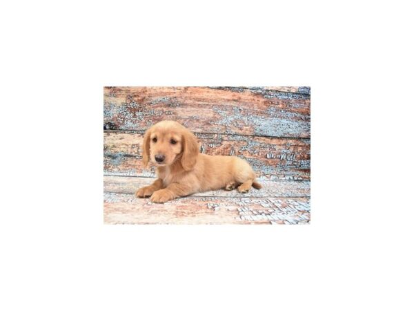 Dachshund-DOG-Female-Red-6225-Petland San Antonio, TX