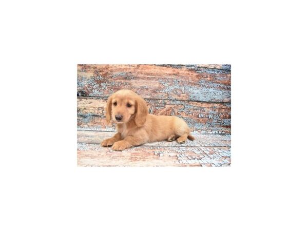 Dachshund DOG Female Red 6225 Petland San Antonio, TX