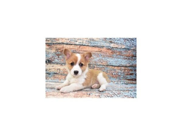 Pembroke Welsh Corgi DOG Male Sable 6227 Petland San Antonio, TX