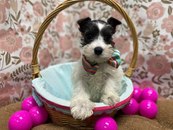 Min Schnauzer DOG Male slt & ppr parti 6228 Petland San Antonio, TX