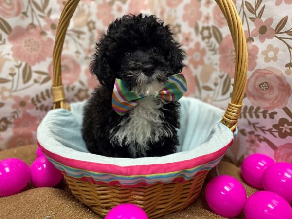 Miniature Poodle DOG Male blk, wh mkgs 6229 Petland San Antonio, TX