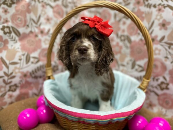 Cocker Spaniel DOG Female chlt rn, parti 6230 Petland San Antonio, TX