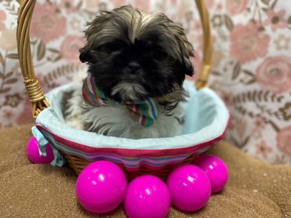 Shih Tzu DOG Male brdl & wh 6231 Petland San Antonio, TX