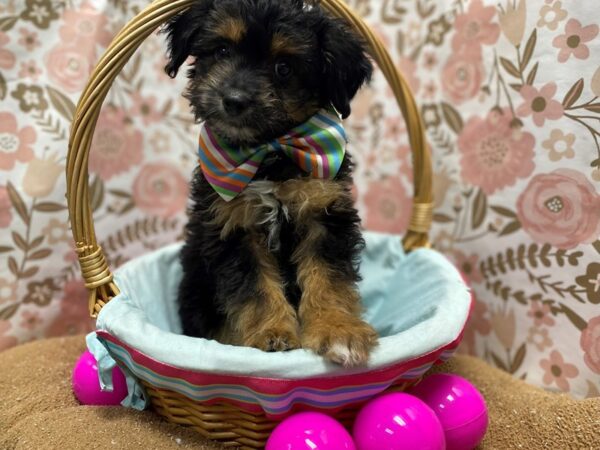 Miniature Aussie Poo-DOG-Male-blk cpr wh mkgs-6233-Petland San Antonio, TX