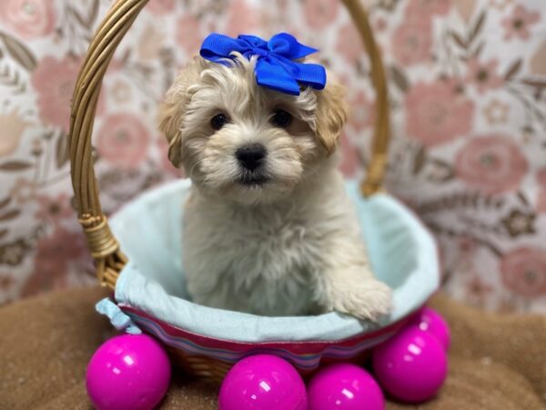 Lhasapoo DOG Female lt gldn 6234 Petland San Antonio, TX