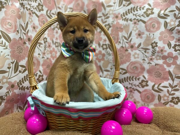 Shiba Inu DOG Male rd & wh 6235 Petland San Antonio, TX