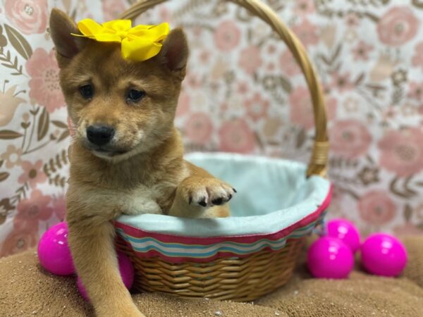 Shiba Inu DOG Female rd & wh 6236 Petland San Antonio, TX