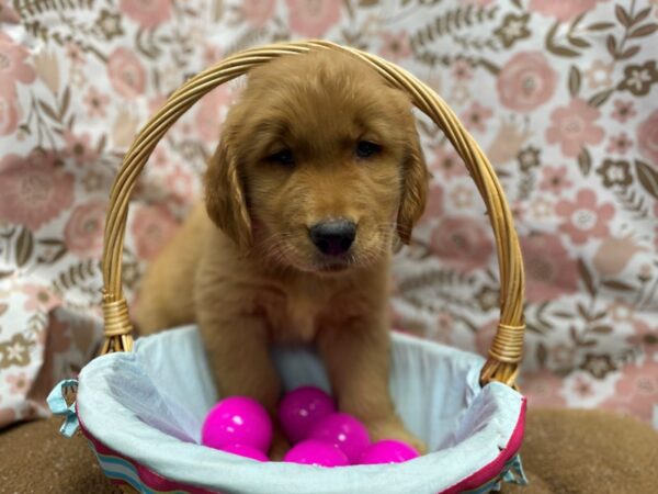 Golden Retriever-DOG-Male-gldn-6238-Petland San Antonio, TX