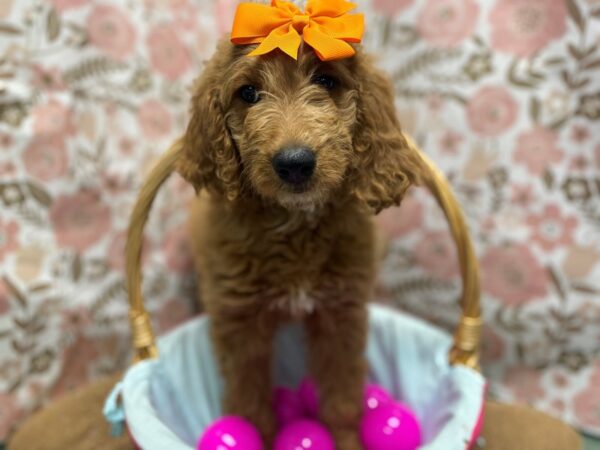 Goldendoodle DOG Female rd 6239 Petland San Antonio, TX