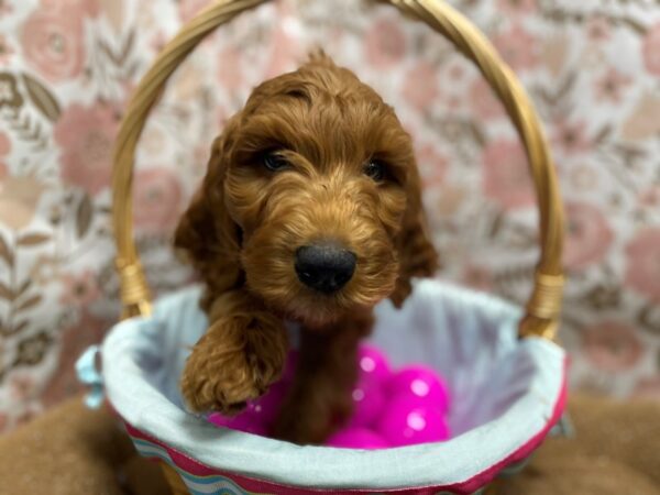 Goldendoodle-DOG-Male-rd-6240-Petland San Antonio, TX