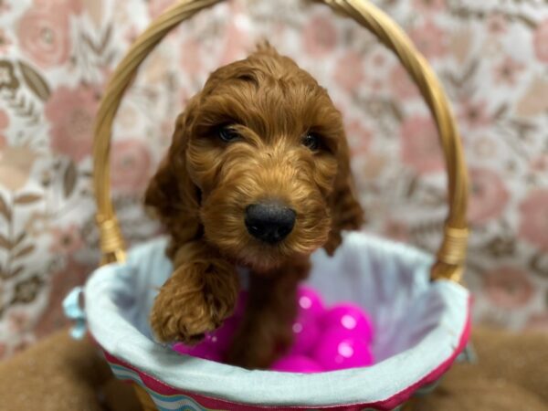 Goldendoodle DOG Male rd 6240 Petland San Antonio, TX