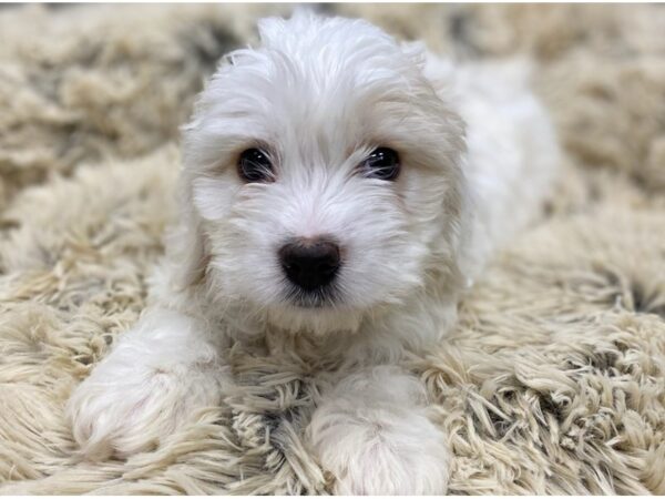 Cockachon-DOG-Male-White-9112-Petland San Antonio, TX