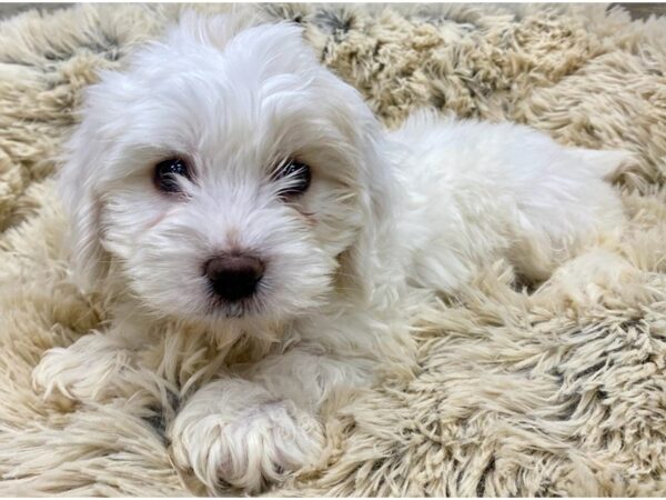 Cockachon DOG Female White & Cream 9113 Petland San Antonio, TX