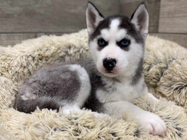 Siberian Husky DOG Male Black Grey & White 9114 Petland San Antonio, TX