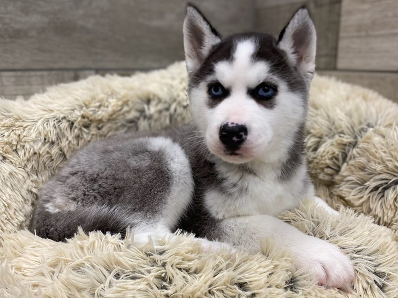 Longest living siberian sales husky