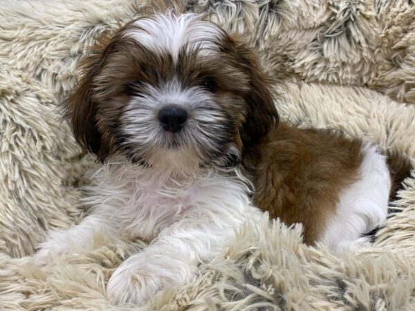 Shih Tzu DOG Male Brown & White 9115 Petland San Antonio, TX