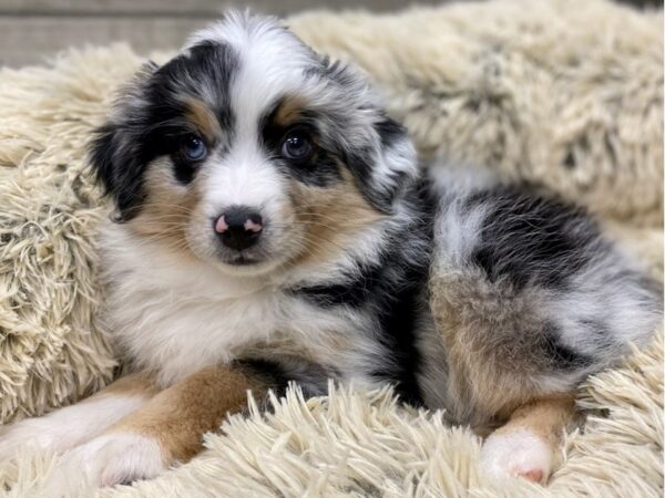 Miniature Australian Shepherd DOG Male Blue Merle 9120 Petland San Antonio, TX