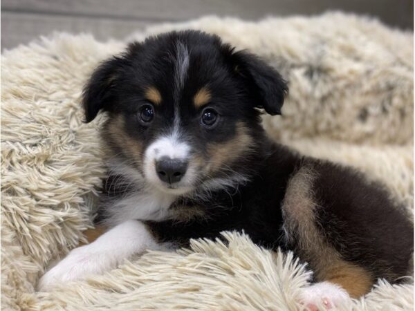 Miniature Australian Shepherd DOG Male Black White & Tan 9121 Petland San Antonio, TX