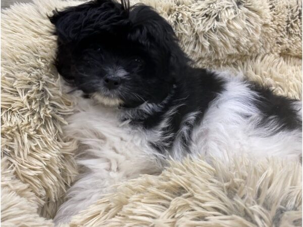 Pomapoo DOG Female Black & White 9123 Petland San Antonio, TX