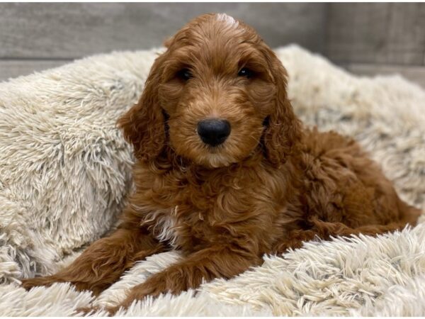 Goldendoodle-DOG-Male-Golden-9127-Petland San Antonio, TX
