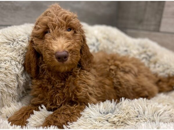 Goldendoodle DOG Female Golden 9128 Petland San Antonio, TX