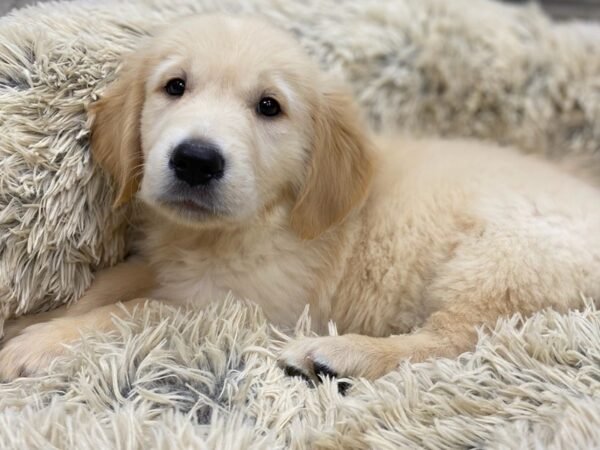 Golden Retriever DOG Male Irish Cream 9129 Petland San Antonio, TX