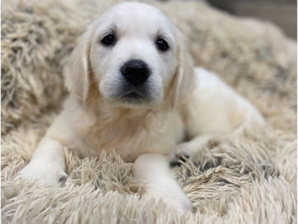 Golden Retriever DOG Female Irish Cream 9130 Petland San Antonio, TX