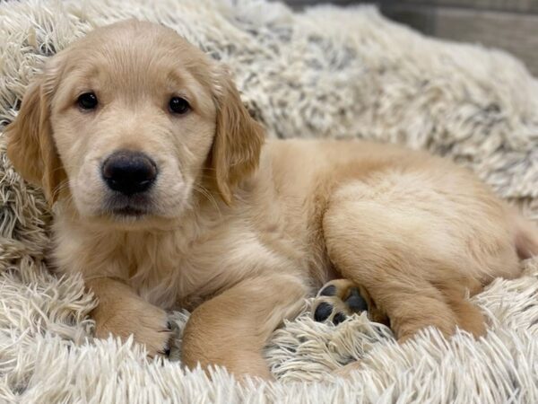 Golden Retriever DOG Male Golden 9131 Petland San Antonio, TX