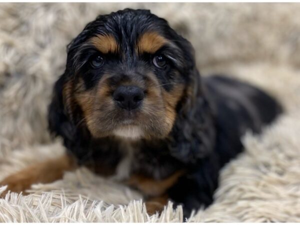 Cocker Spaniel DOG Male Blue Merle 9117 Petland San Antonio, TX