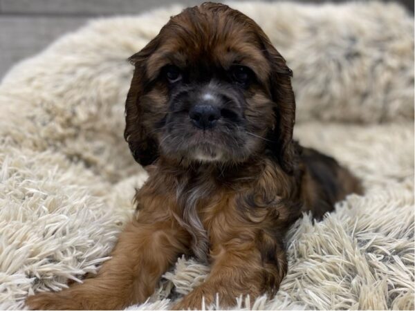 Cocker Spaniel DOG Female Chocolate Merle 9118 Petland San Antonio, TX