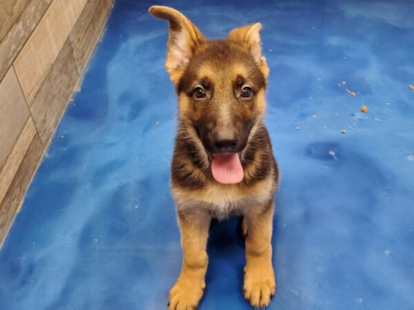 German Shepherd-DOG-Male-Black & Tan-9125-Petland San Antonio, TX