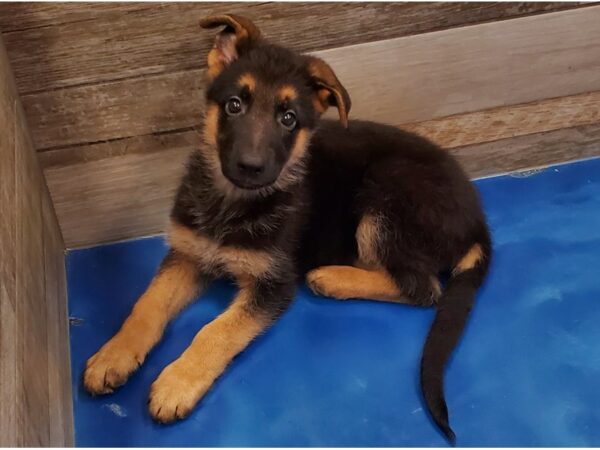 German Shepherd DOG Male Black & Tan 9126 Petland San Antonio, TX