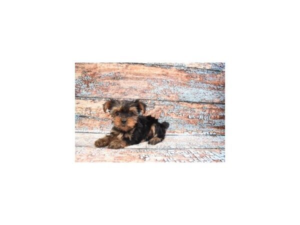Yorkshire Terrier-DOG-Female-Black and Tan-6251-Petland San Antonio, TX