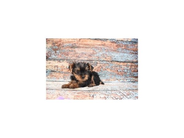 Yorkshire Terrier-DOG-Female-Black and Tan-6250-Petland San Antonio, TX