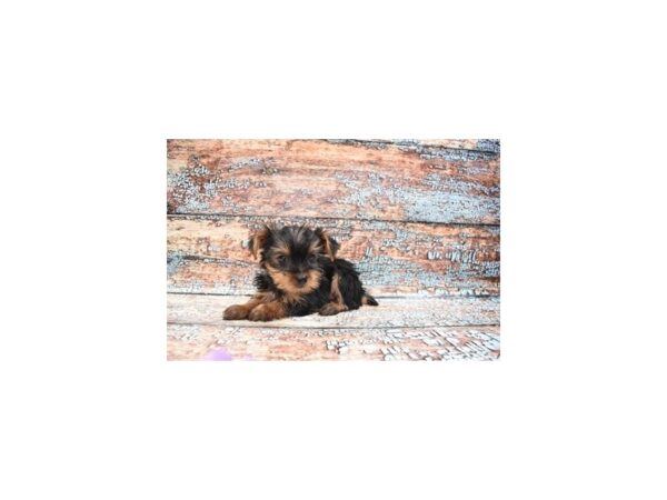 Yorkshire Terrier DOG Female Black and Tan 6250 Petland San Antonio, TX