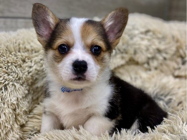 Pembroke Welsh Corgi DOG Male Black White & Tan 9133 Petland San Antonio, TX