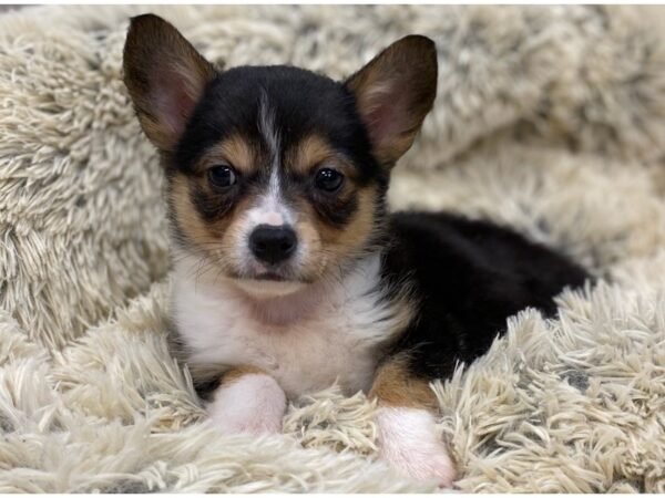 Pembroke Welsh Corgi DOG Male Black White & Tan 9134 Petland San Antonio, TX