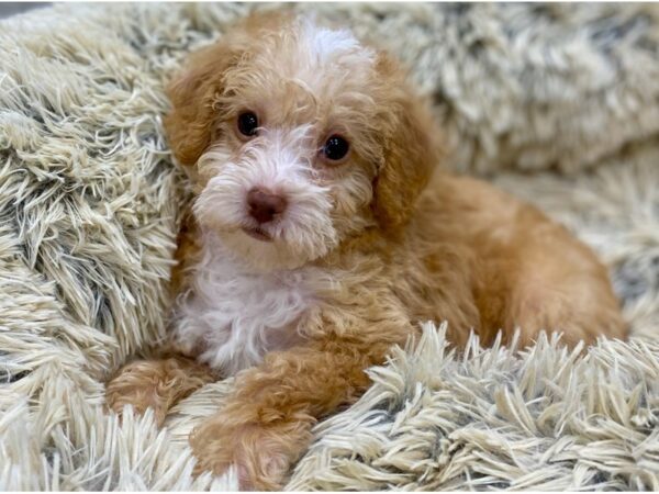 Bichonpoo-DOG-Male-Apricot-9135-Petland San Antonio, TX