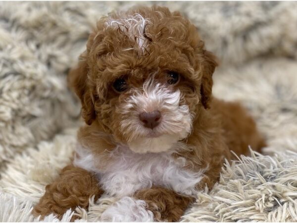 Bichonpoo DOG Female Red 9136 Petland San Antonio, TX