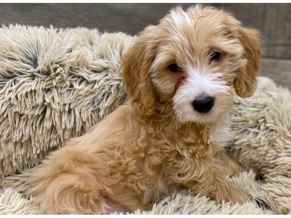 Miniature Goldendoodle-DOG-Male-Golden-9137-Petland San Antonio, TX