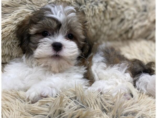 Teddy Bear-DOG-Male-Gold & White-9139-Petland San Antonio, TX