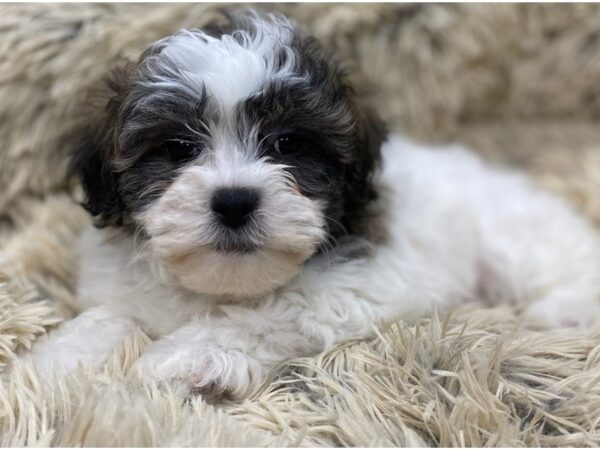 Teddy Bear DOG Female Gold & White 9140 Petland San Antonio, TX