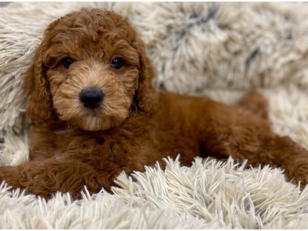 Miniature Poodle-DOG-Female-Red-9141-Petland San Antonio, TX