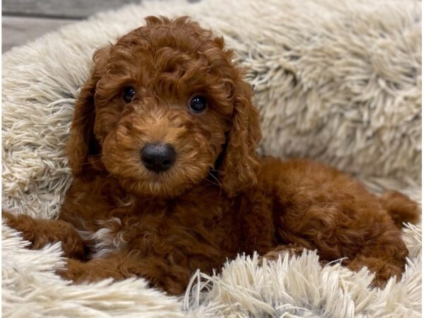 Miniature Poodle DOG Male Red 9142 Petland San Antonio, TX