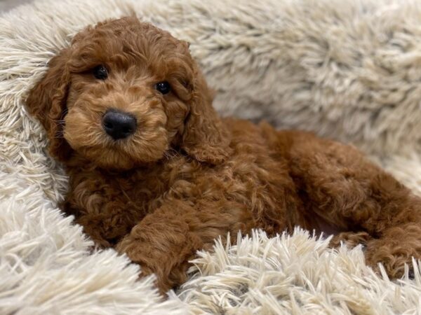 Miniature Poodle DOG Male Red 9143 Petland San Antonio, TX