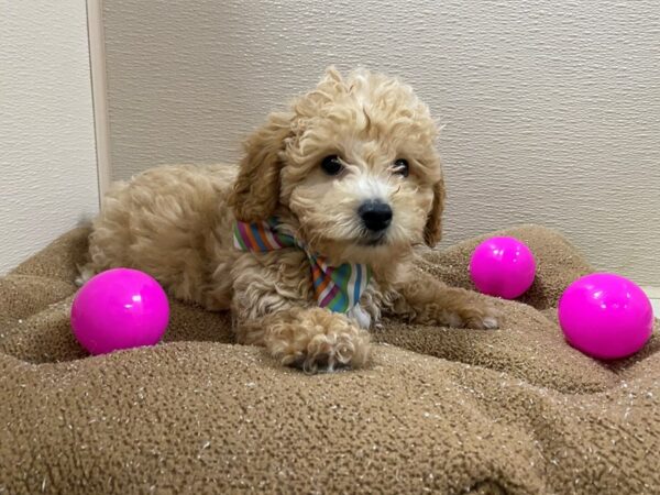 Maltipoo DOG Male apct 6222 Petland San Antonio, TX